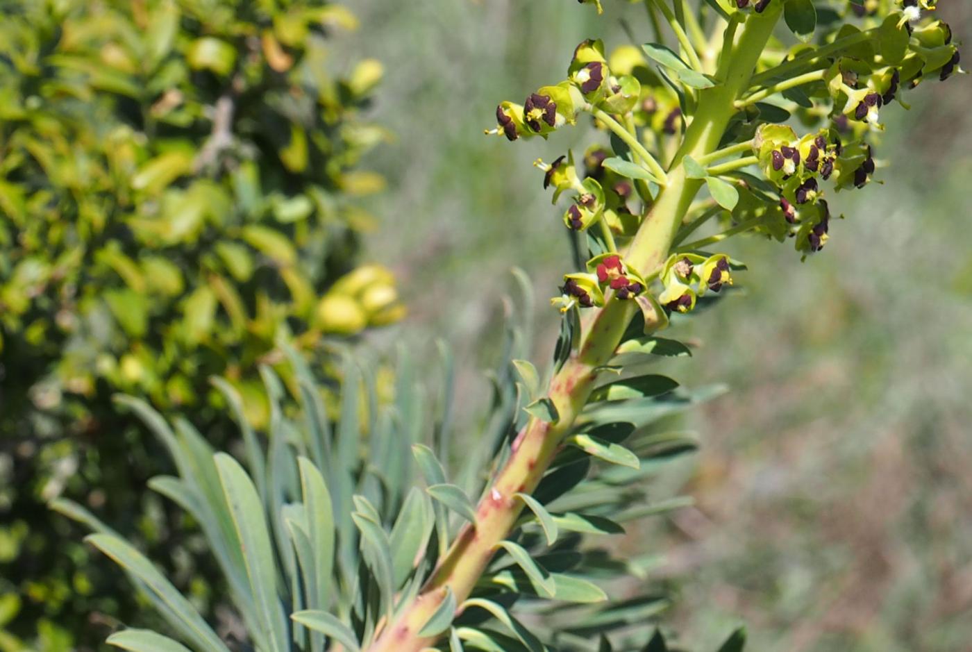 Spurge, Mediterranean leaf